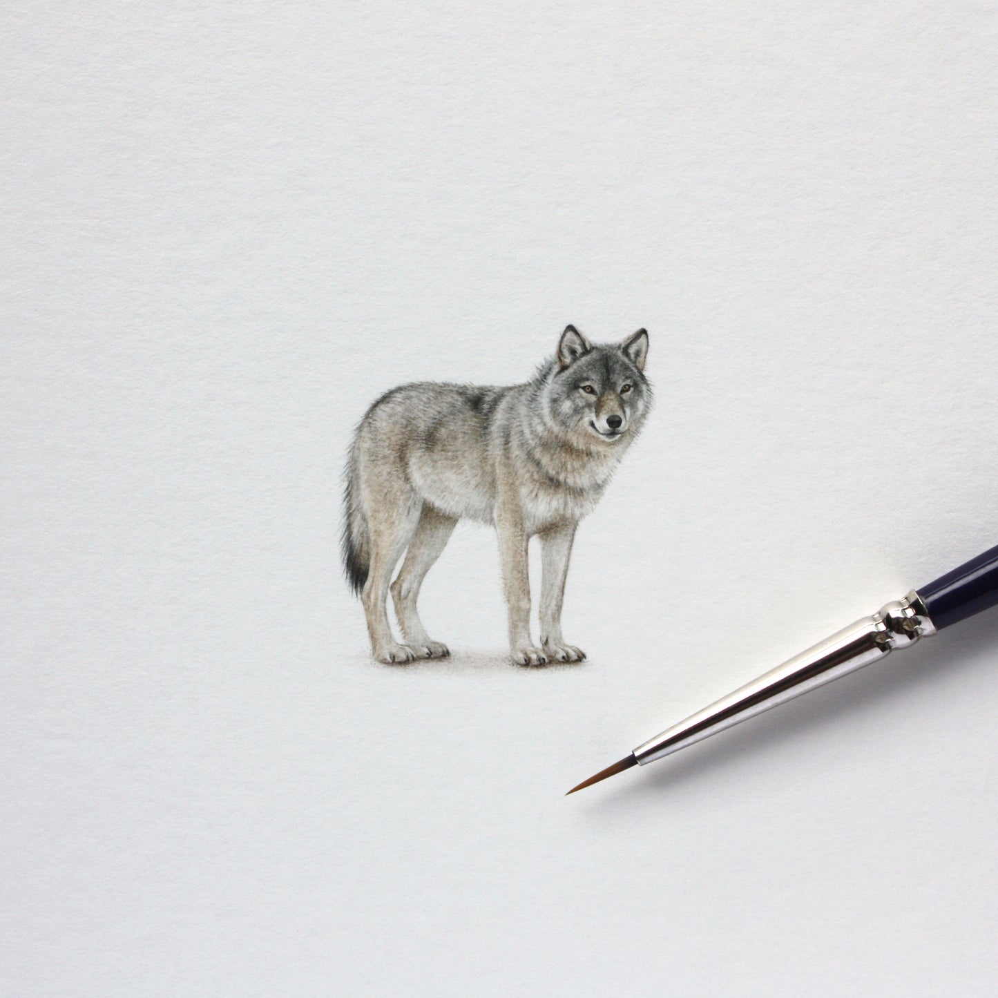 Grey Wolf. Print from original watercolor miniature painting