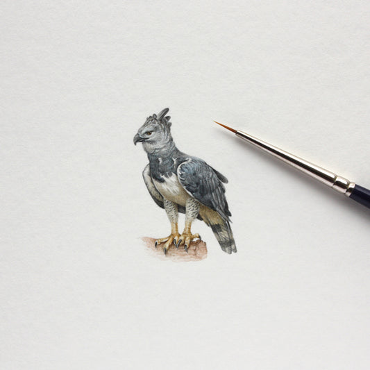 Original watercolor miniature painting. Harpy Eagle