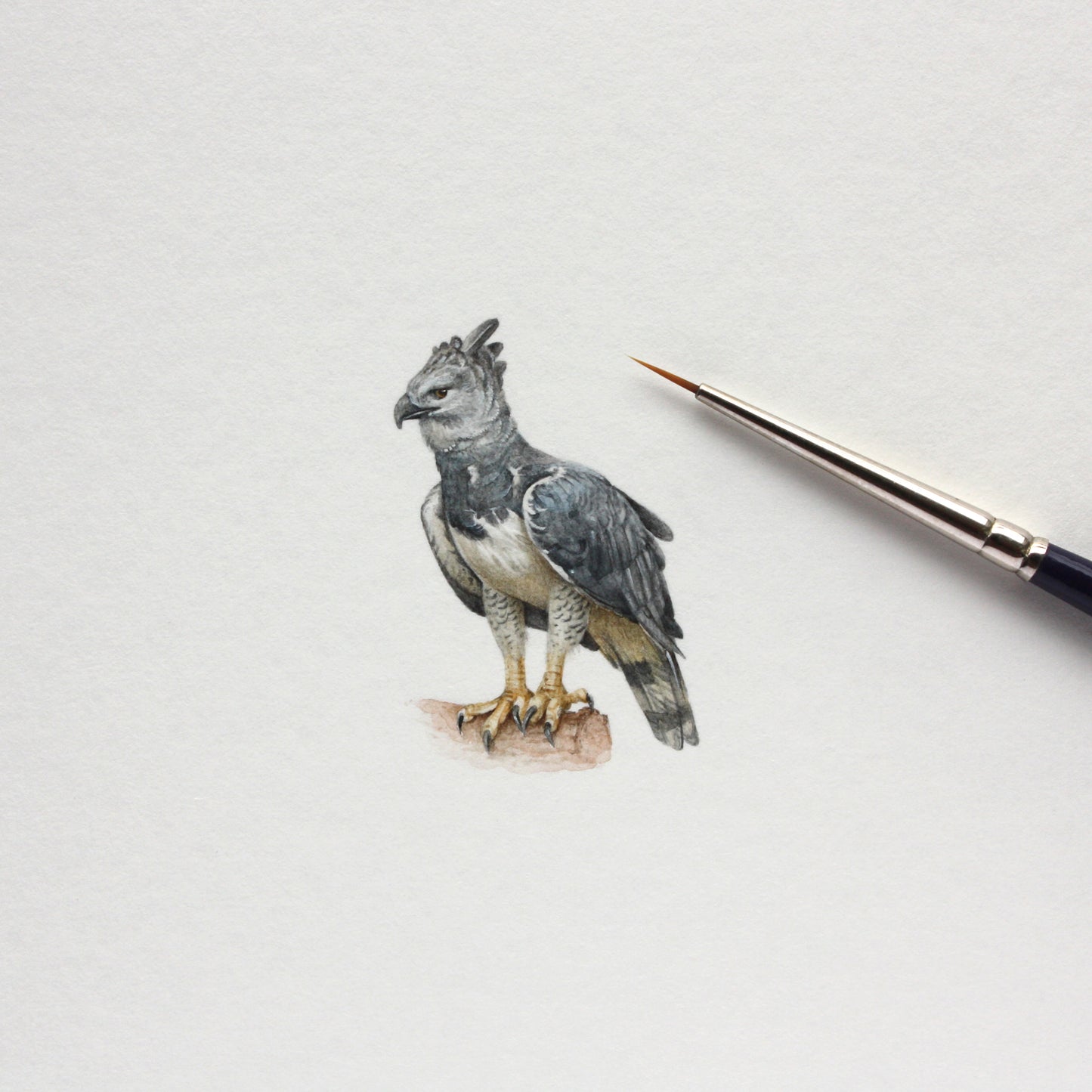 Harpy Eagle. Print from original watercolor miniature painting