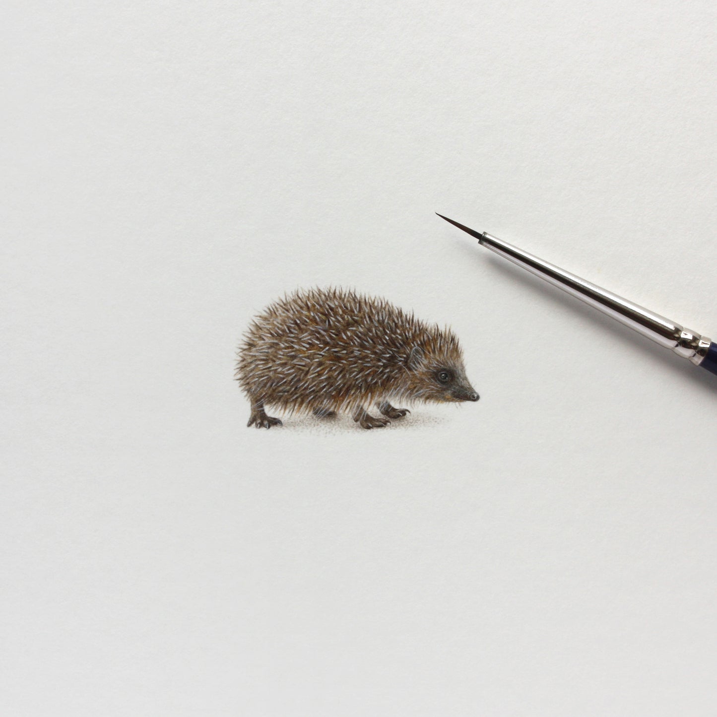 Original watercolor miniature painting. European Hedgehog