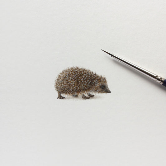 Original watercolor miniature painting. European Hedgehog