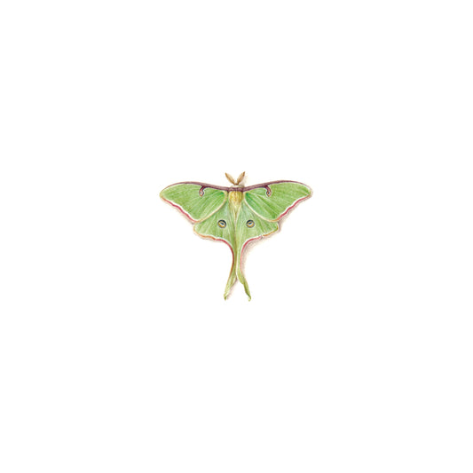 Luna Moth. Print from original watercolor miniature painting