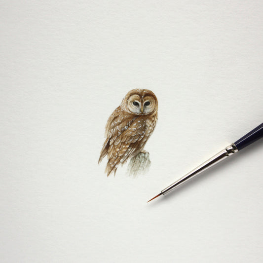 Original watercolor miniature painting. Mexican Spotted Owl