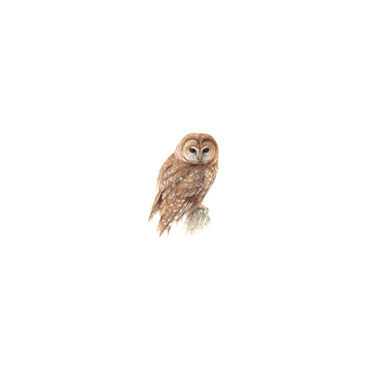 Mexican Spotted Owl. Print from original watercolor miniature painting