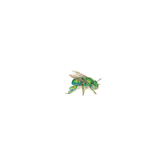 PRINT of watercolor miniature painting. Orchid bee