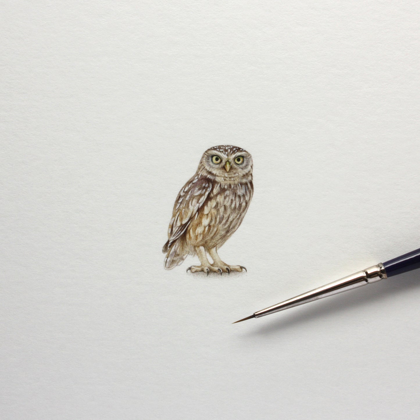 Athene Noctua. Print from original watercolor miniature painting