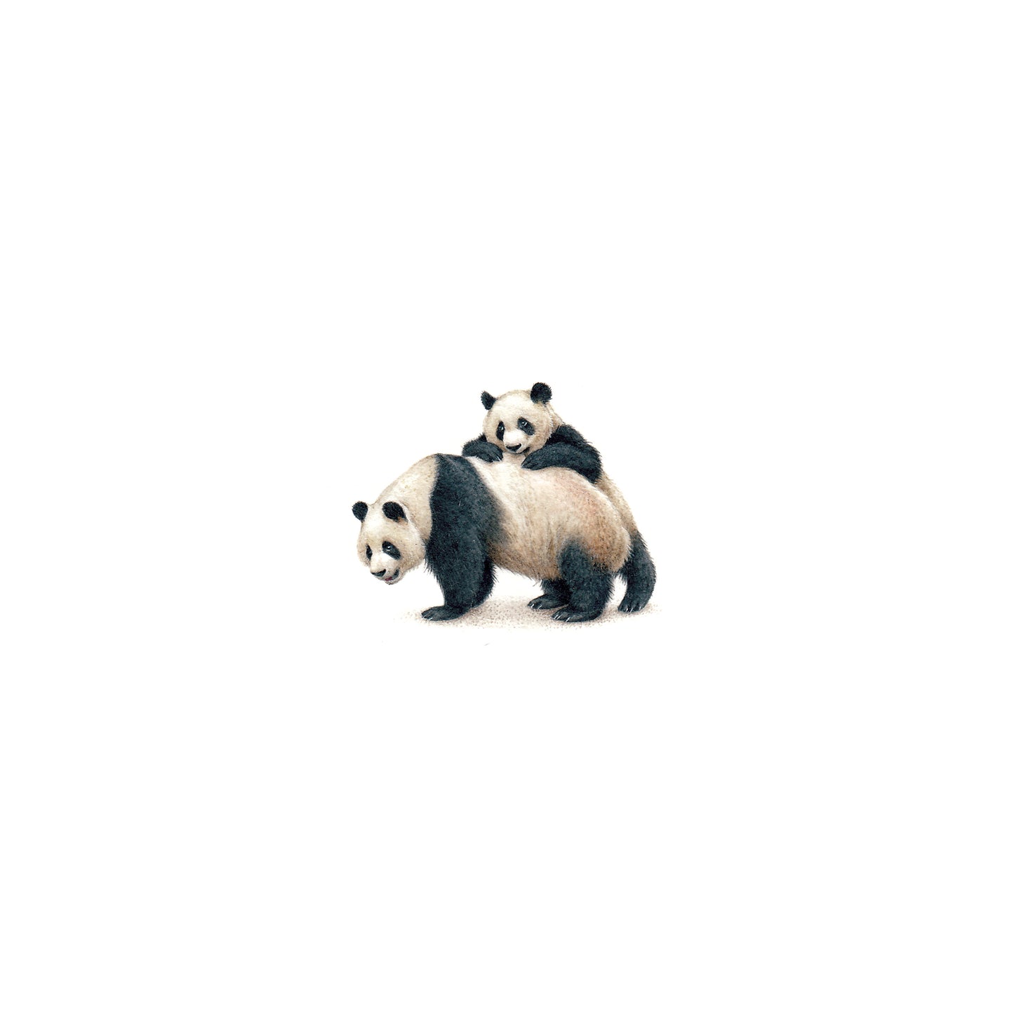 Pandas. Print from original watercolor miniature painting