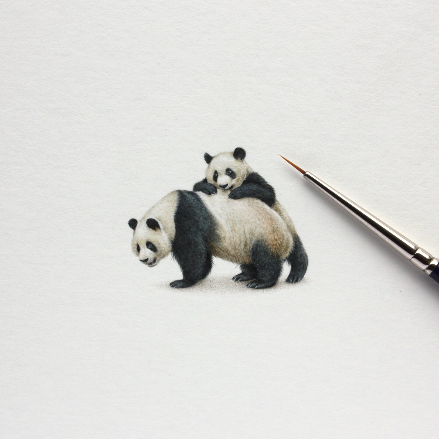 Pandas. Print from original watercolor miniature painting