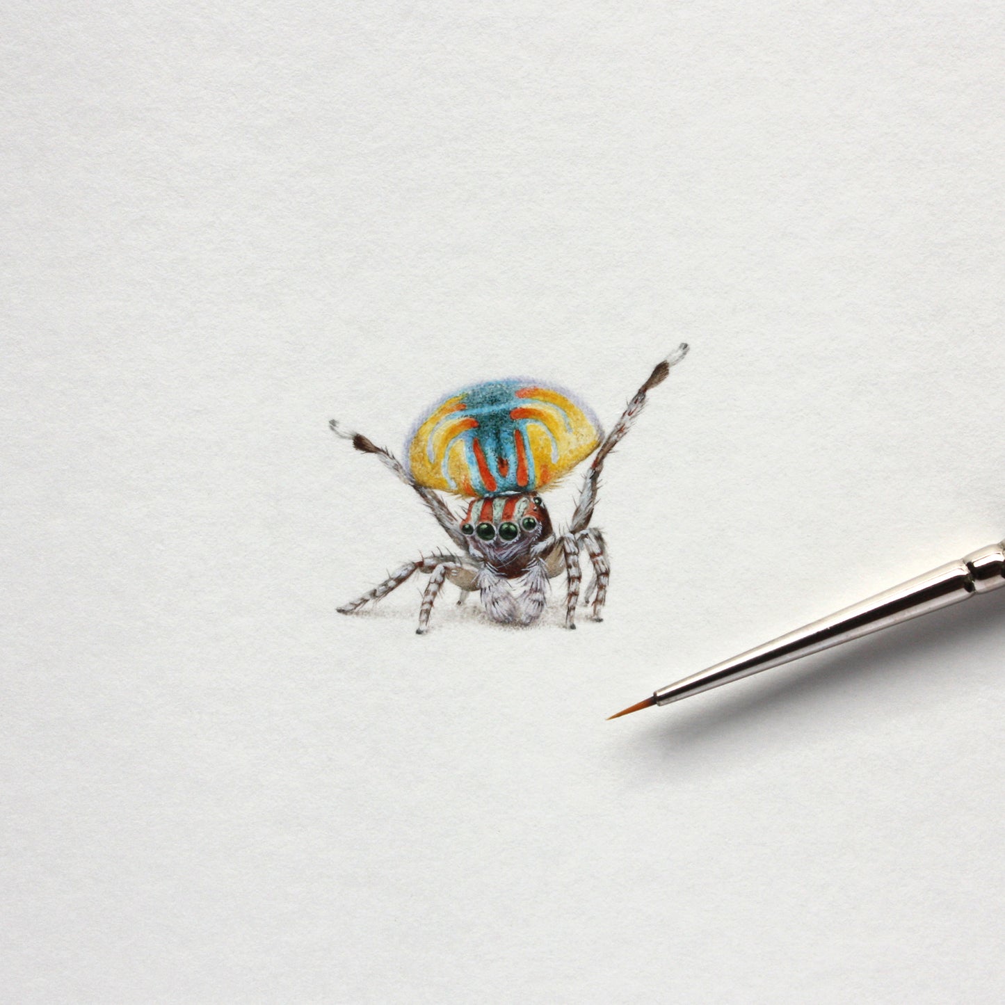 Original watercolor miniature painting. Peacock Spider