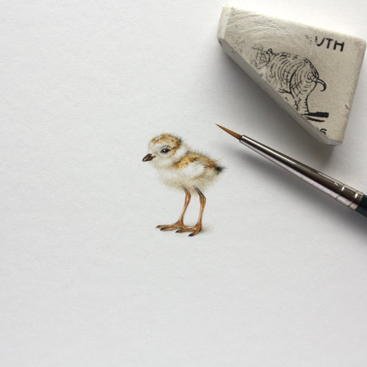 Original watercolor miniature painting. Piping Plover Chick