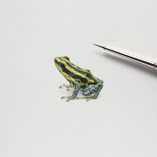 Original watercolor miniature painting. Amazonian Poison Frog