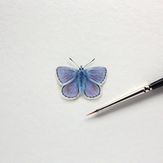 European Common Blue (Polyommatus icarus) – Original Watercolor Miniature