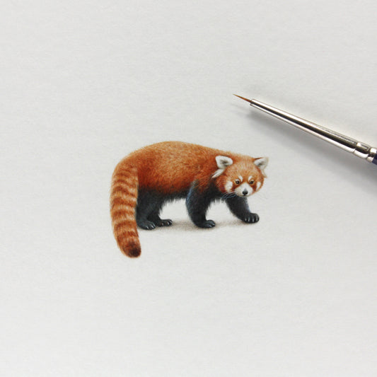 Original watercolor miniature painting. Red Panda