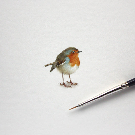 Original watercolor miniature painting. European Robin