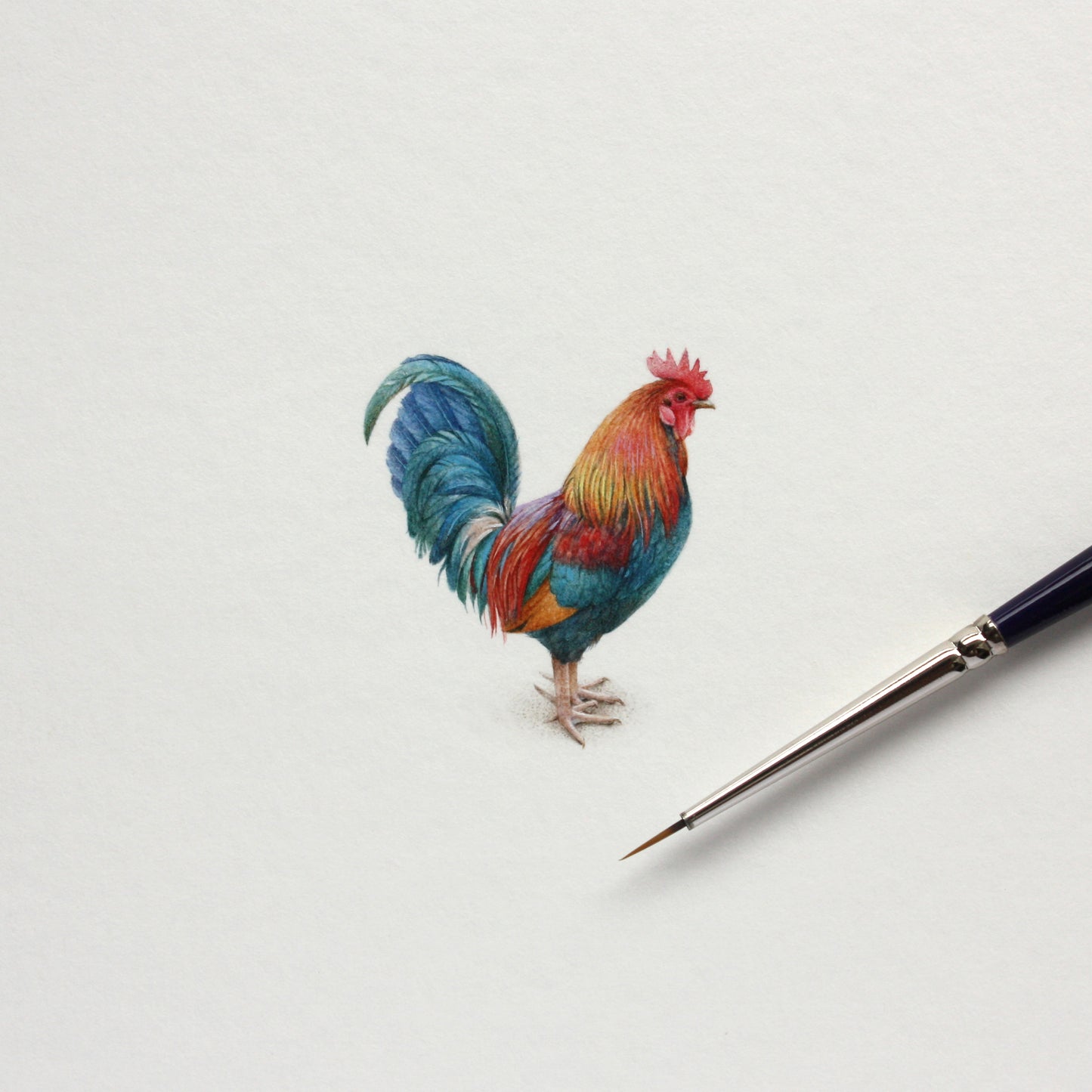 Rooster. Print from original watercolor miniature painting