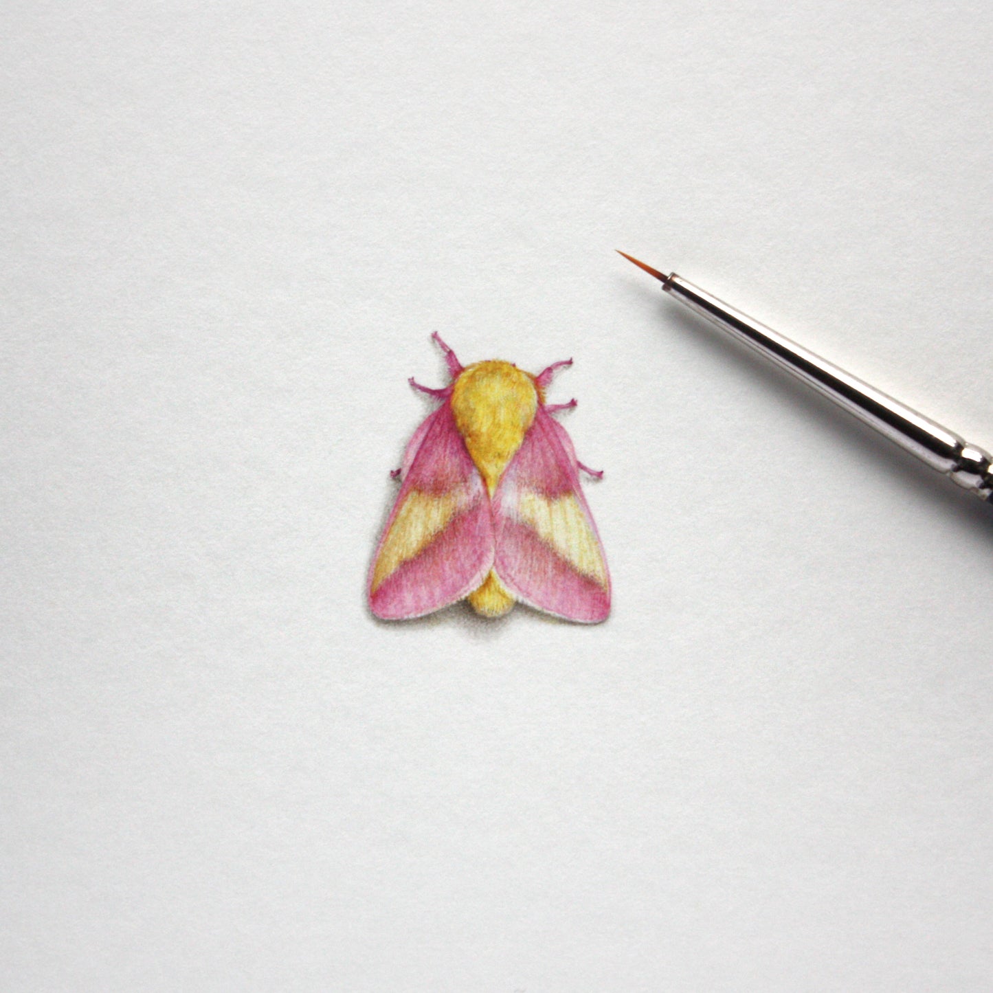 Original watercolor miniature painting. Rosy Maple Moth