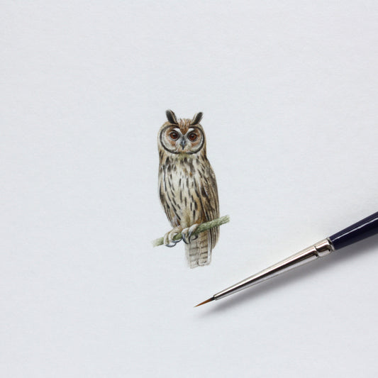 Original watercolor miniature painting. Striped Owl