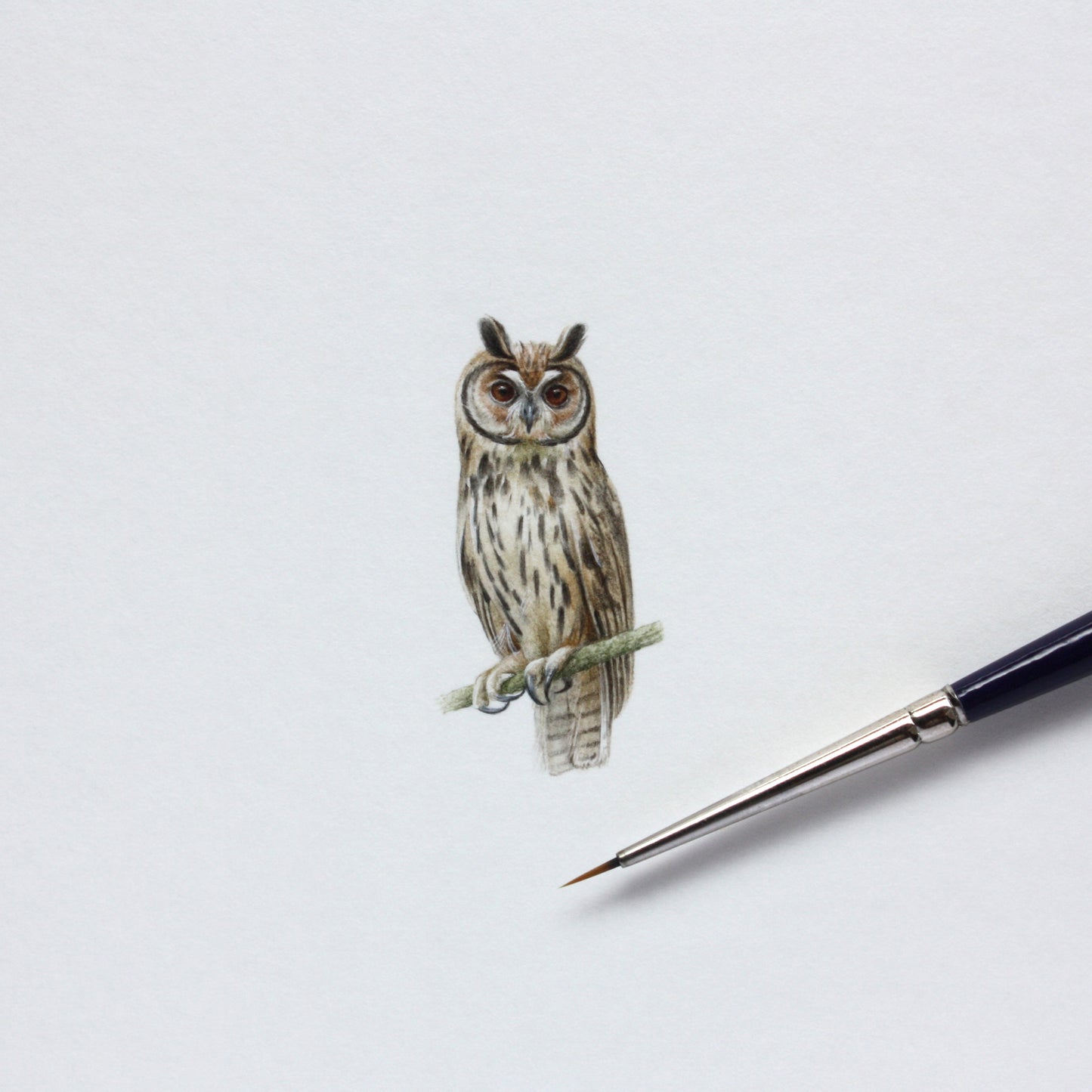 Striped Owl. Print from original watercolor miniature painting