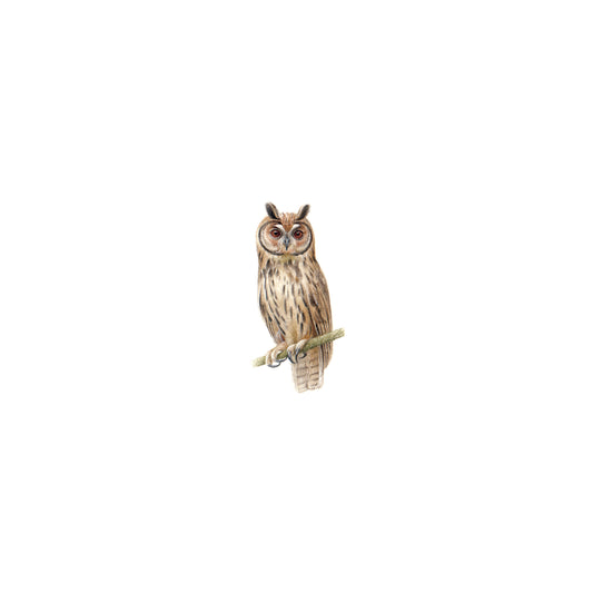 Striped Owl. Print from original watercolor miniature painting