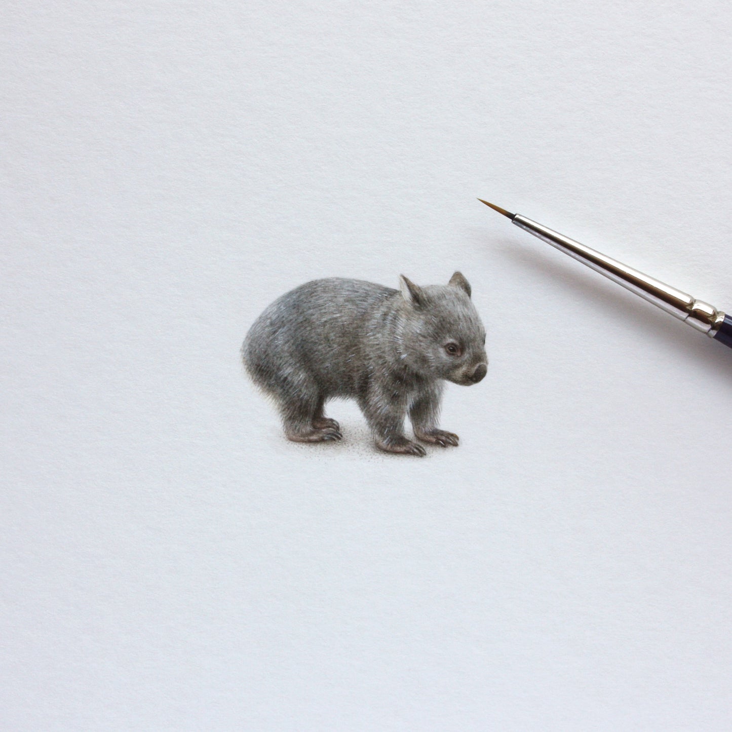 Wombat. Print from original watercolor miniature painting