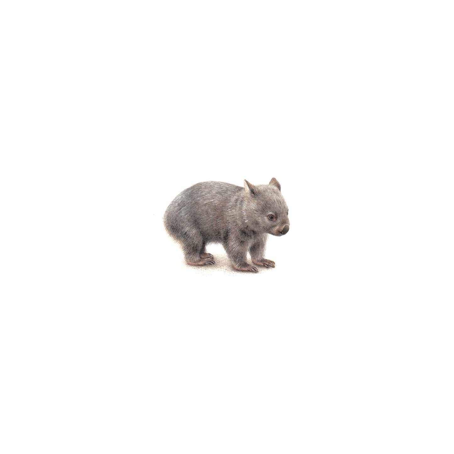 Wombat. Print from original watercolor miniature painting