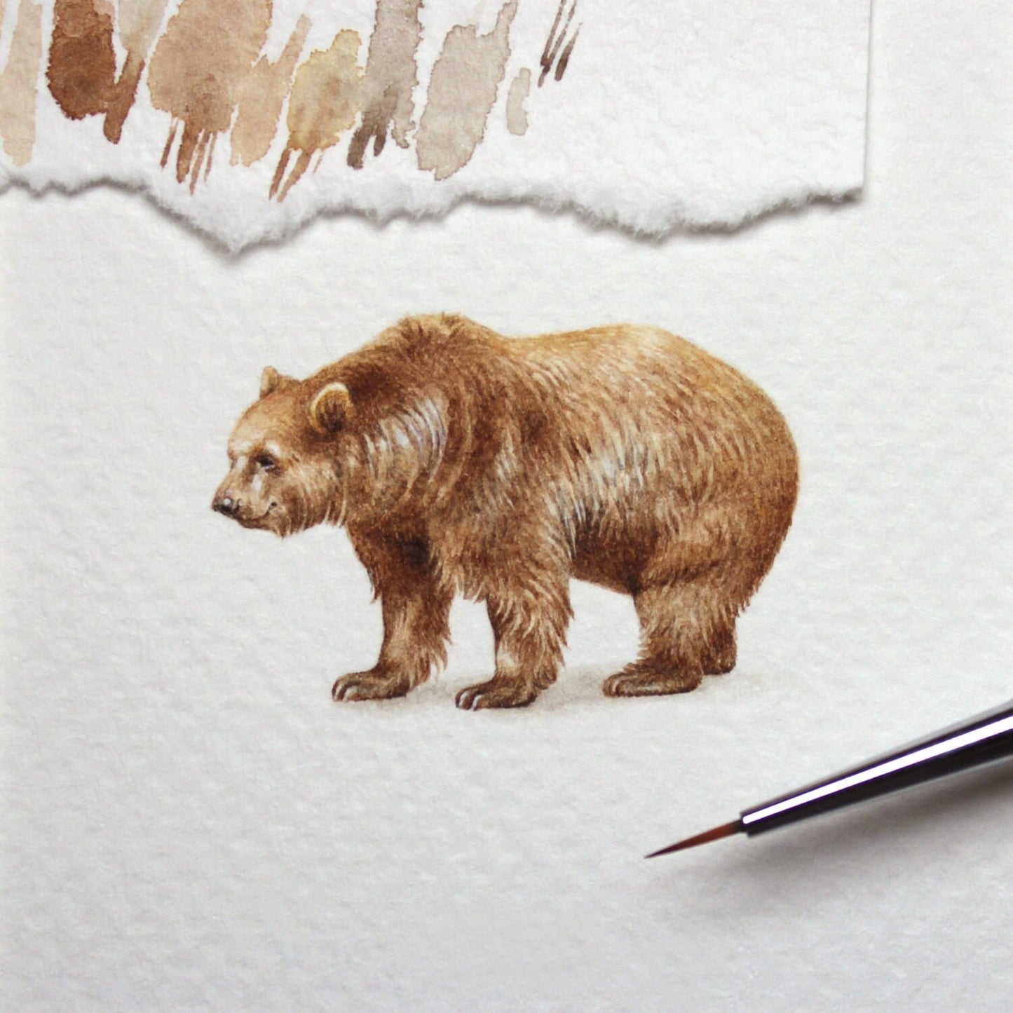 Bear. Print from original watercolor miniature painting