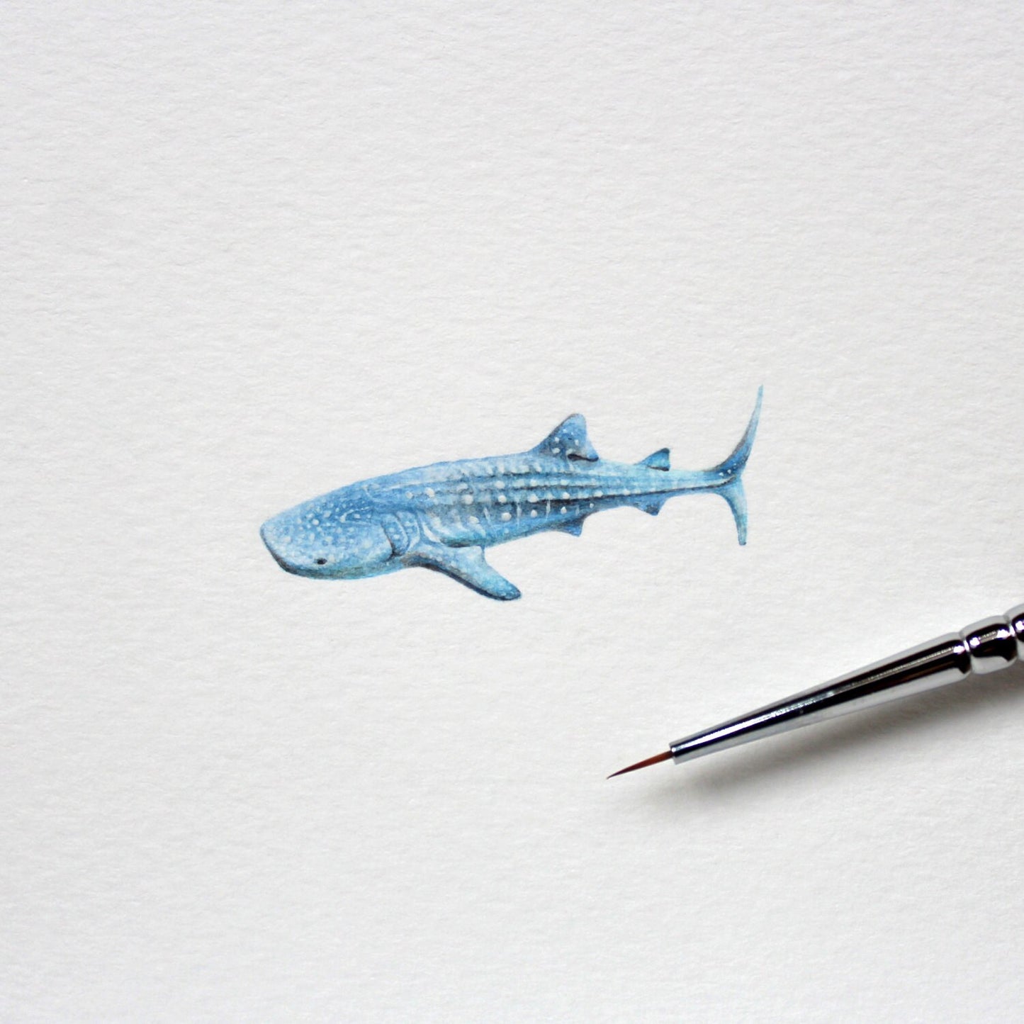 Whale shark. Print from original watercolor miniature painting