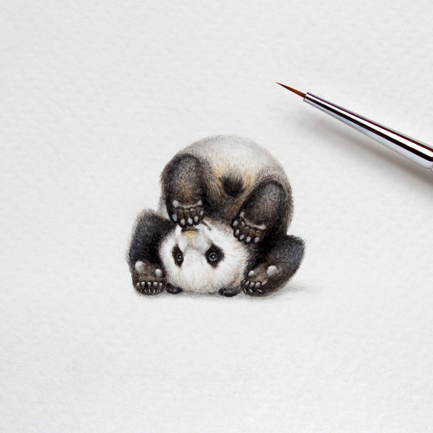 Giant panda cub. Print from original watercolor miniature painting