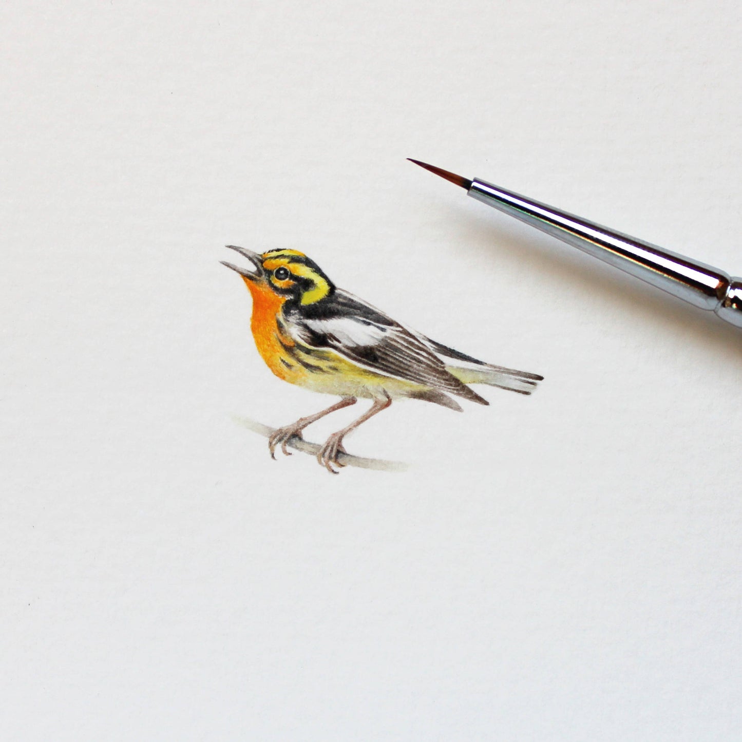 Blackburnian Warbler. Print from original watercolor miniature painting