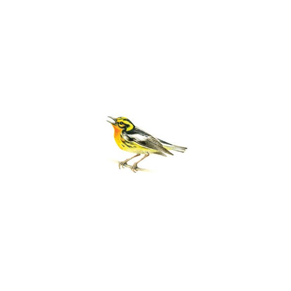 Blackburnian Warbler. Print from original watercolor miniature painting