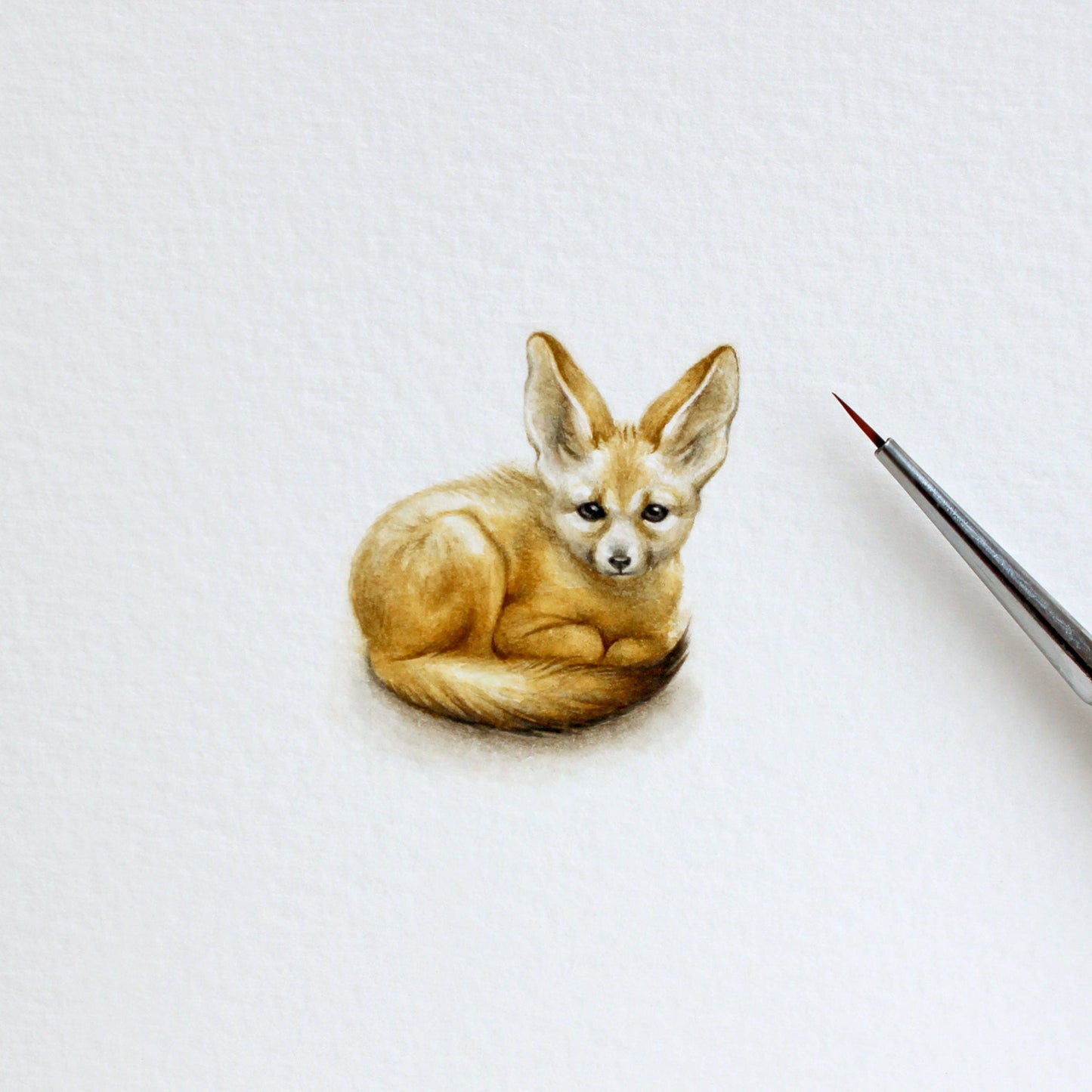 Fennec fox (Vulpes zerda). Print from original watercolor miniature painting