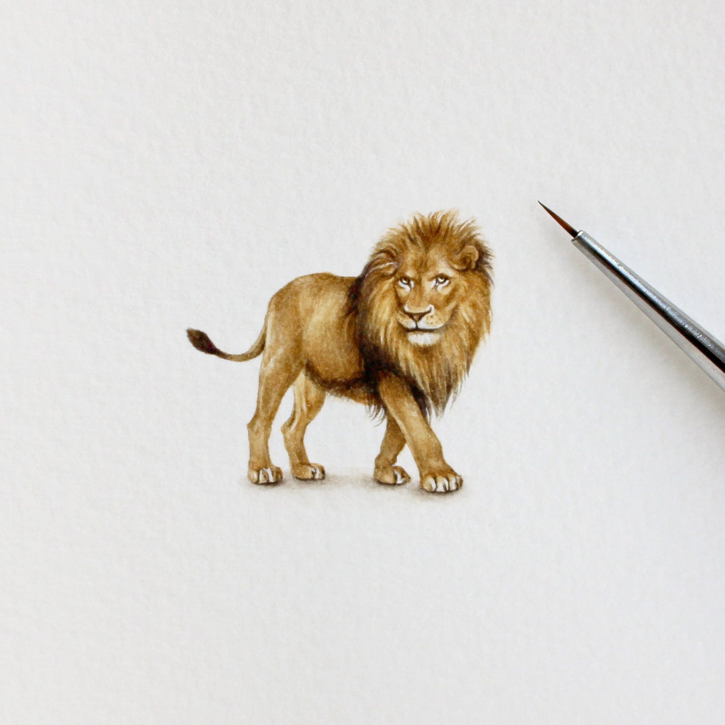 Lion (Panthera leo). Print from original watercolor miniature painting