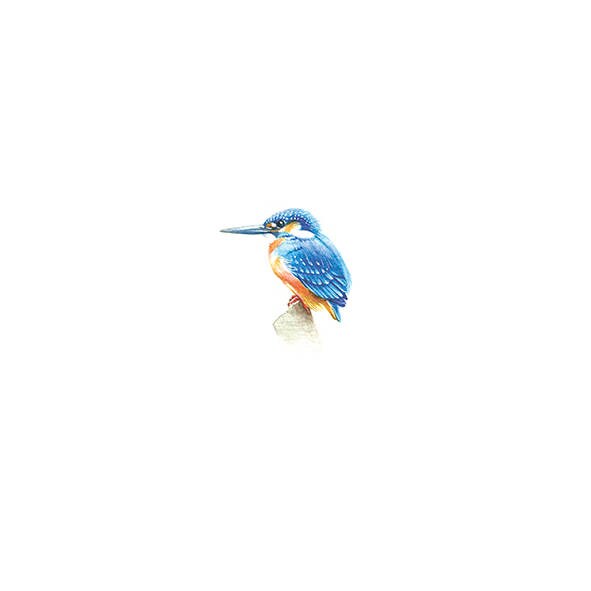 Kingfisher (Alcedinidae). Print from original watercolor miniature painting