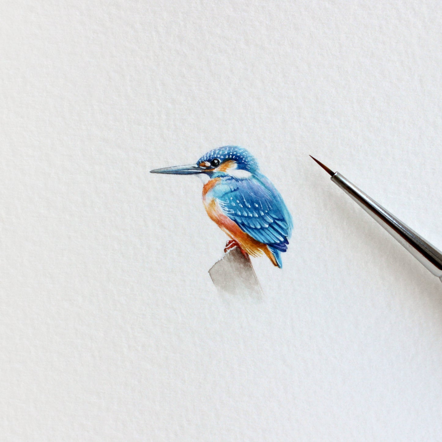 Kingfisher (Alcedinidae). Print from original watercolor miniature painting