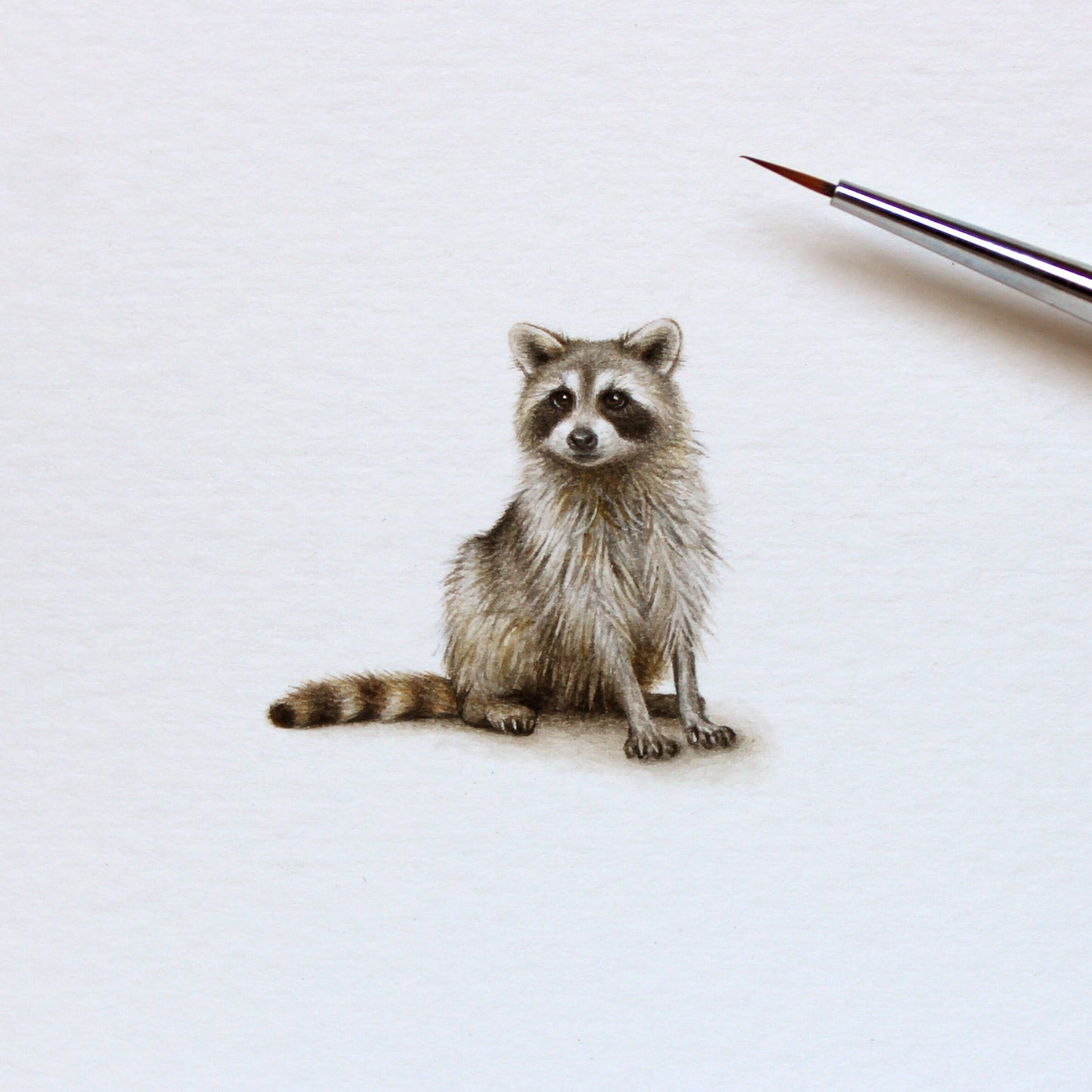 Raccoon. Print from original watercolor miniature painting