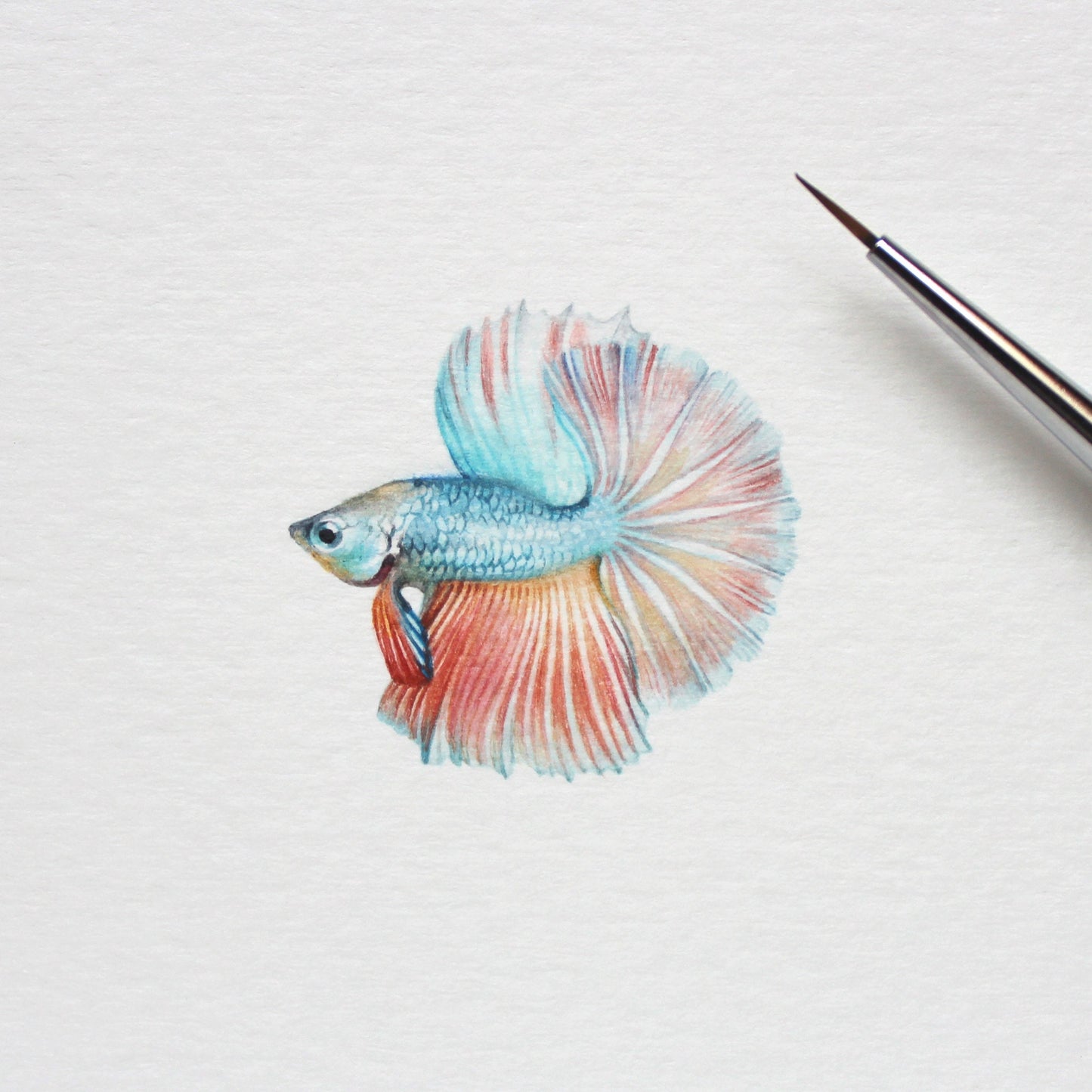 Betta Fish. Print from original watercolor miniature painting