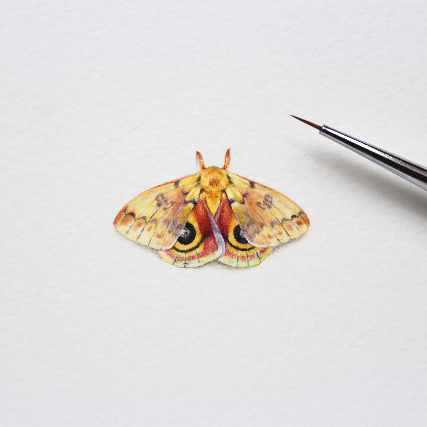 Io moth (Automeris io). Print from original watercolor miniature painting