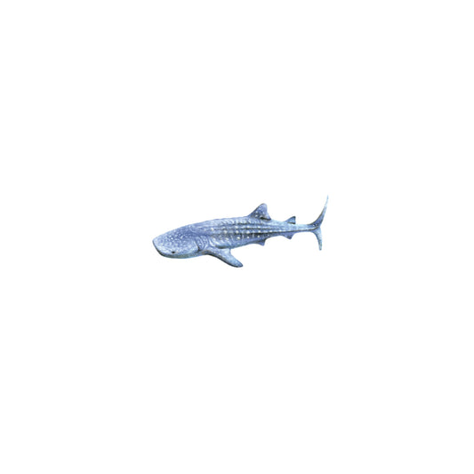PRINT of watercolor miniature painting. Whale shark