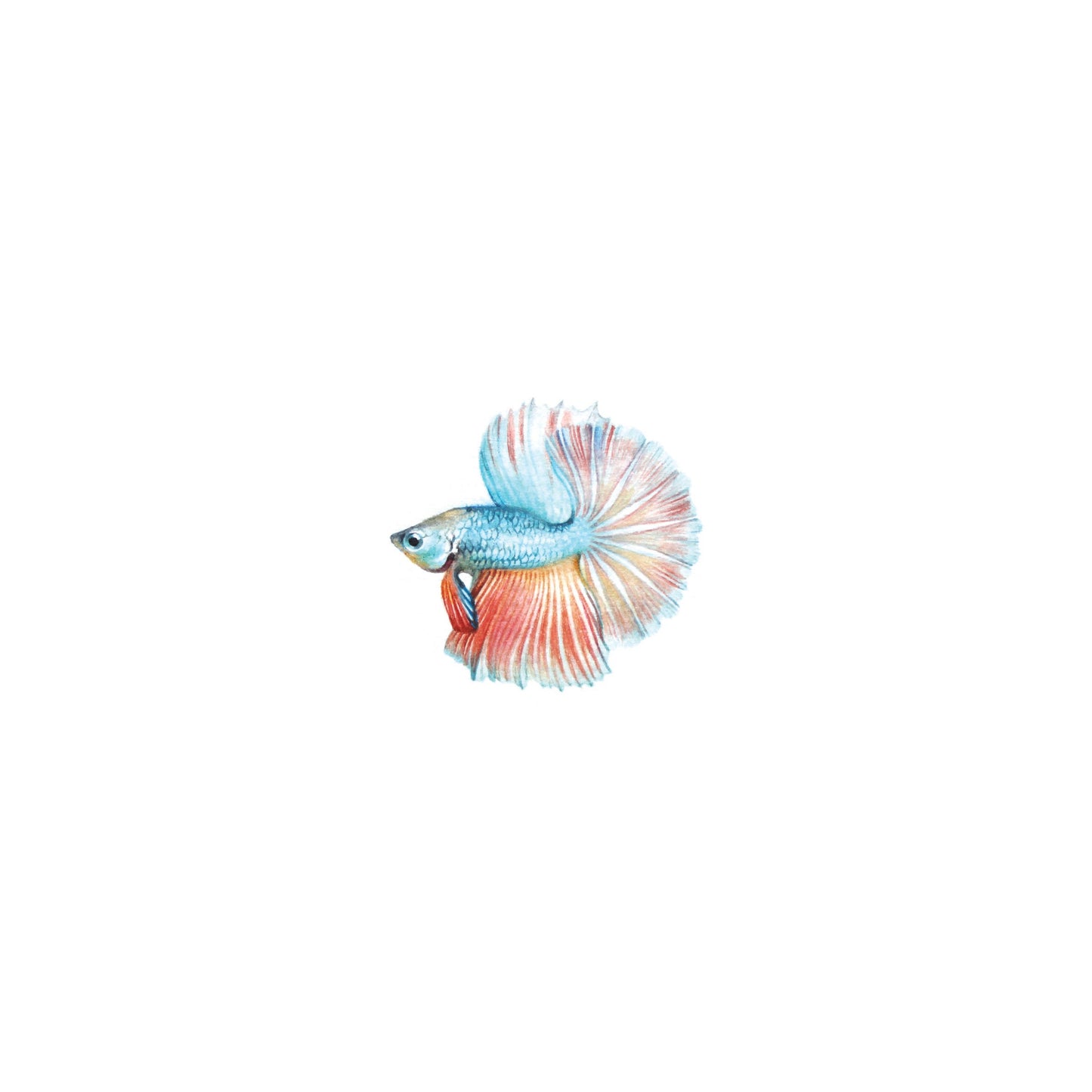 Betta Fish. Print from original watercolor miniature painting