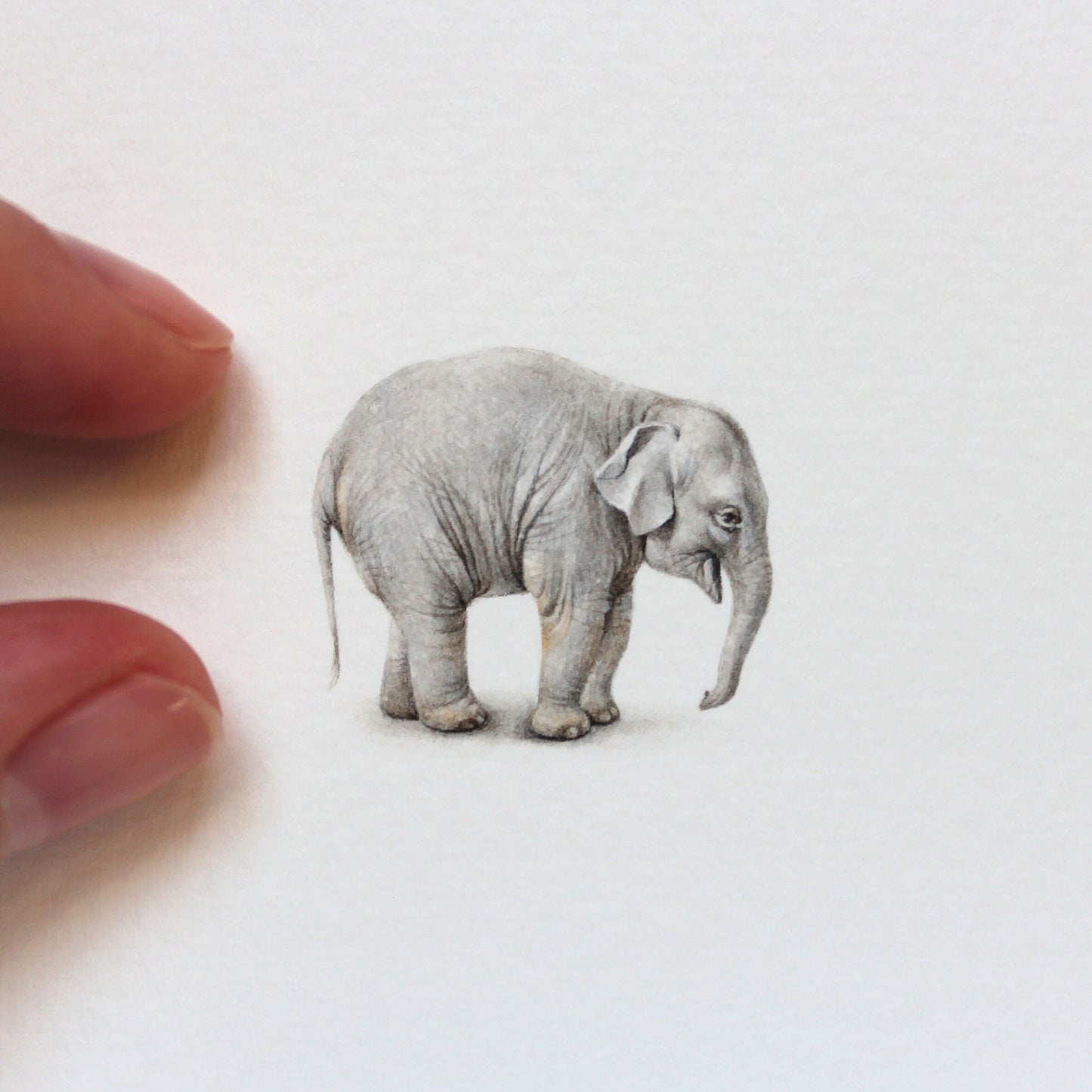 Elephant. Print from original watercolor miniature painting