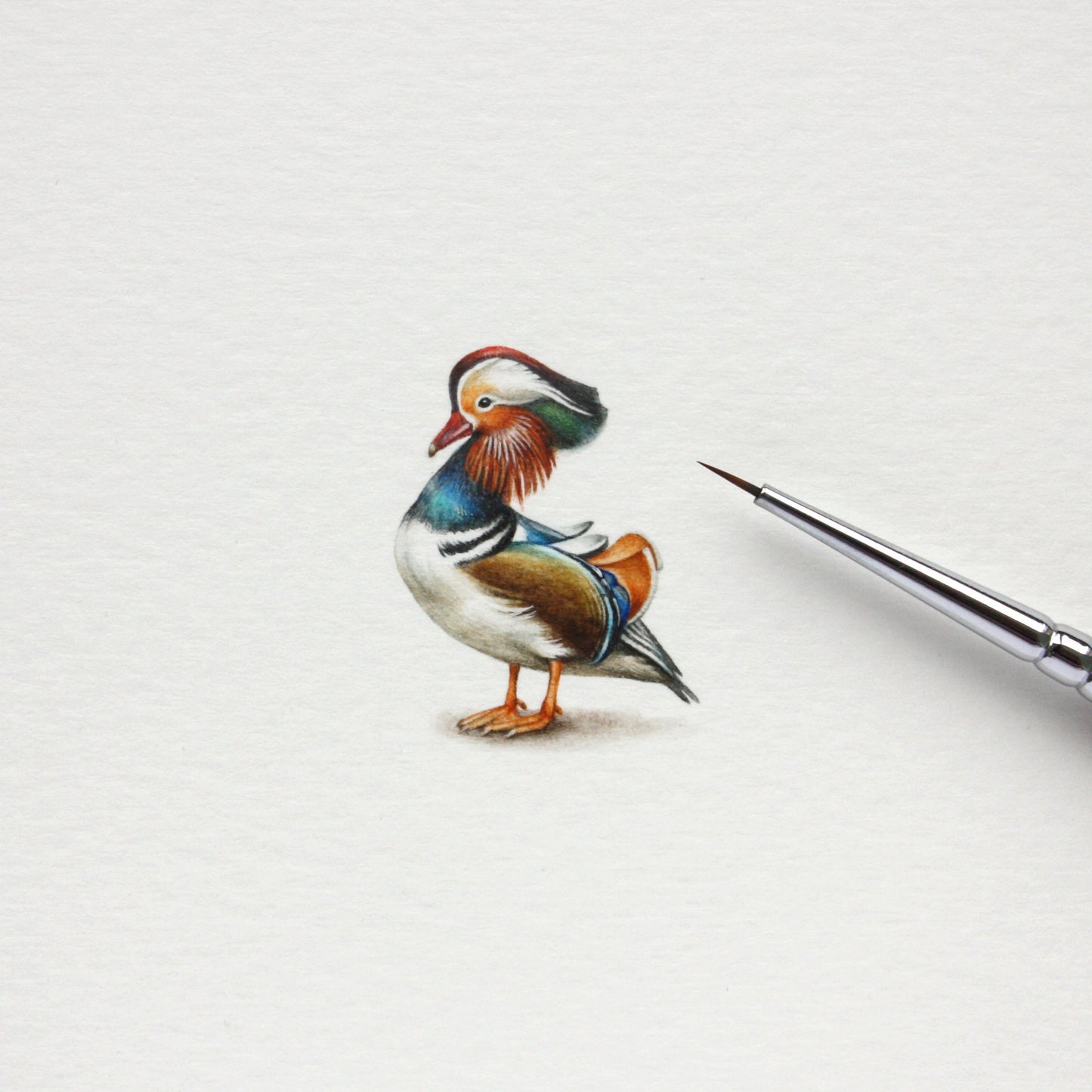 Mandarin Duck. Print from original watercolor miniature painting