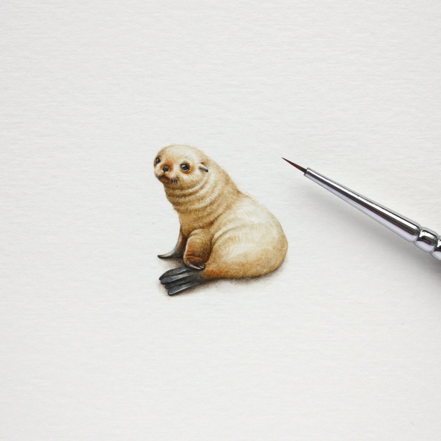 Fur Seal. Print from original watercolor miniature painting