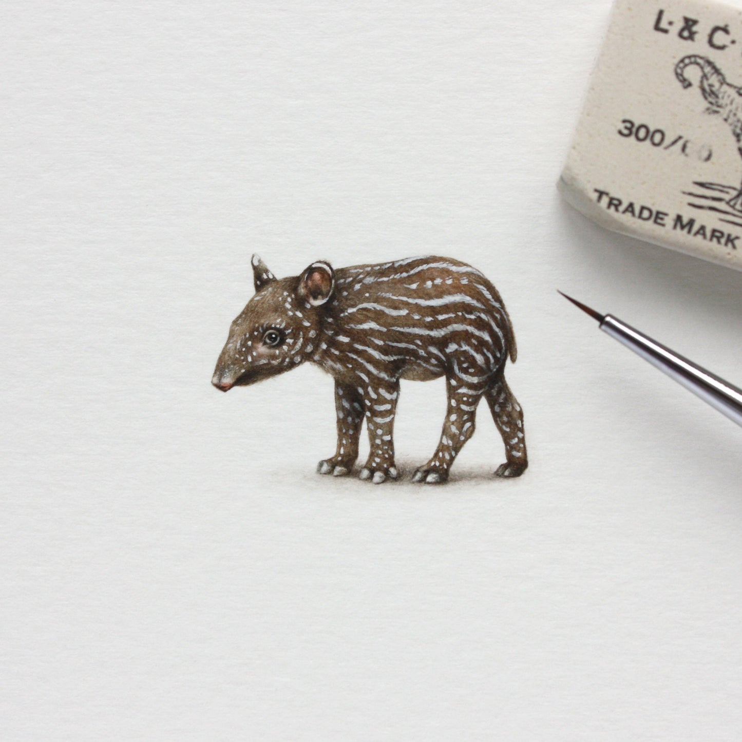 Baby Malayan Tapir. Print from original watercolor miniature painting