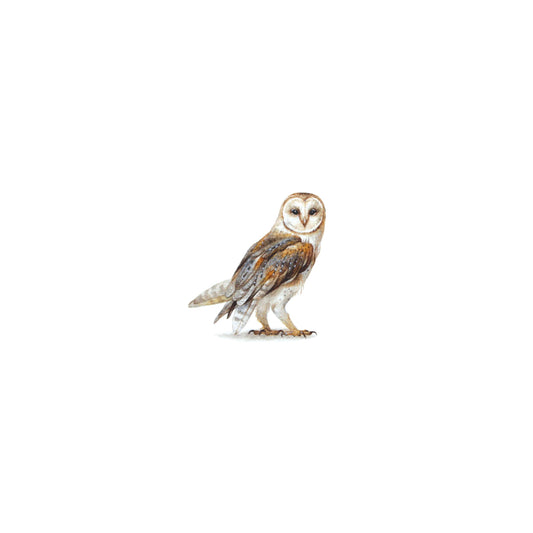 PRINT of watercolor miniature painting. Barn owl