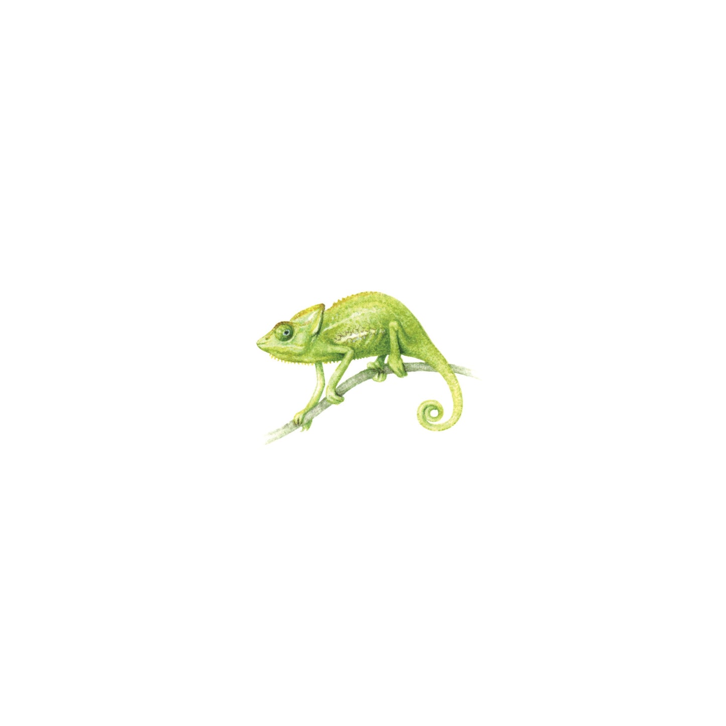 Chameleon. Print from original watercolor miniature painting