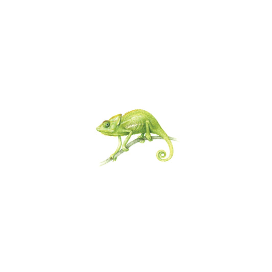 PRINT of watercolor miniature painting. Chameleon