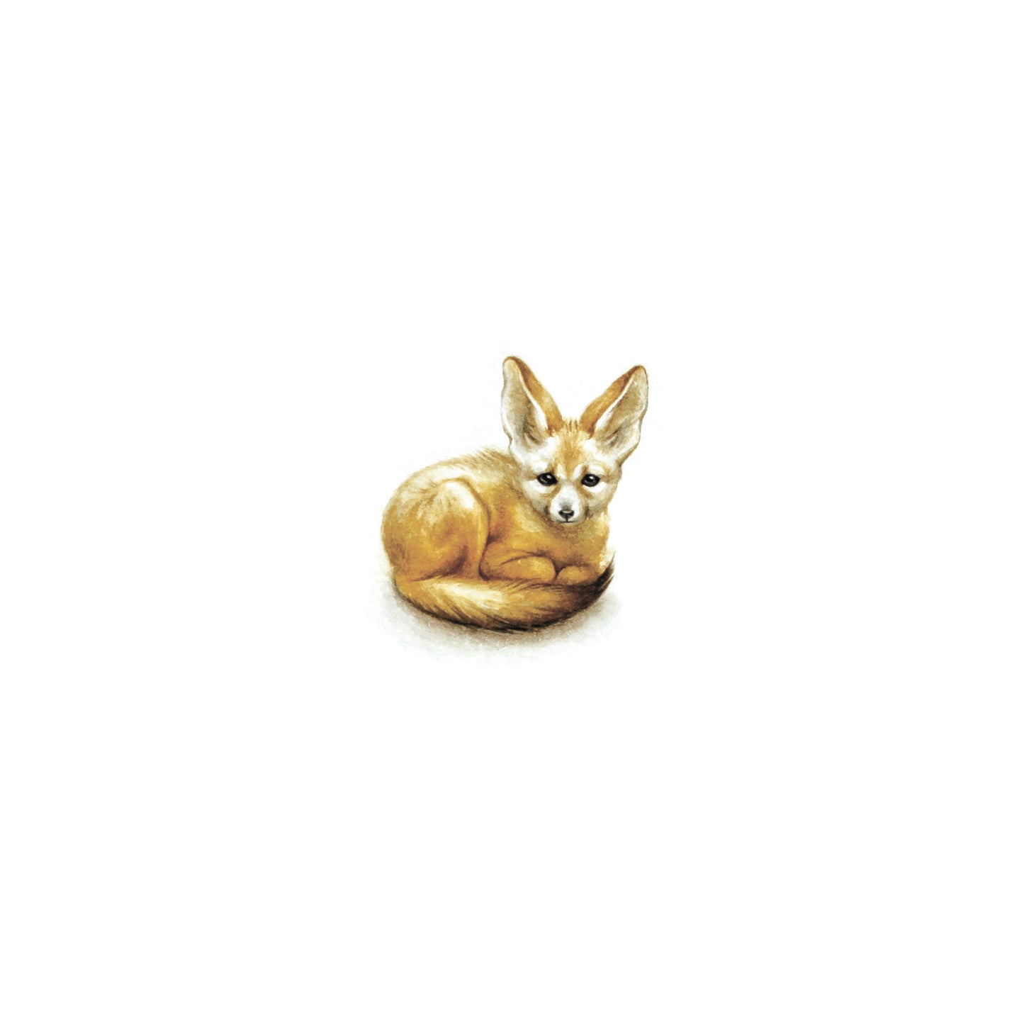 Fennec fox (Vulpes zerda). Print from original watercolor miniature painting