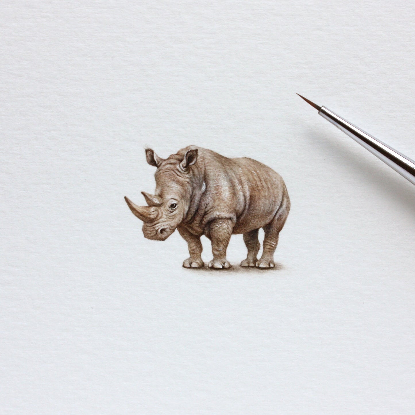 White Rhino (Ceratotherium simum). Print from original watercolor miniature painting