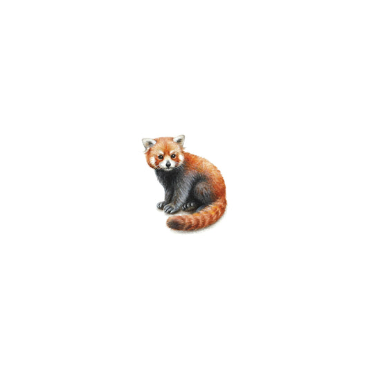 Red Panda. Print from original watercolor miniature painting