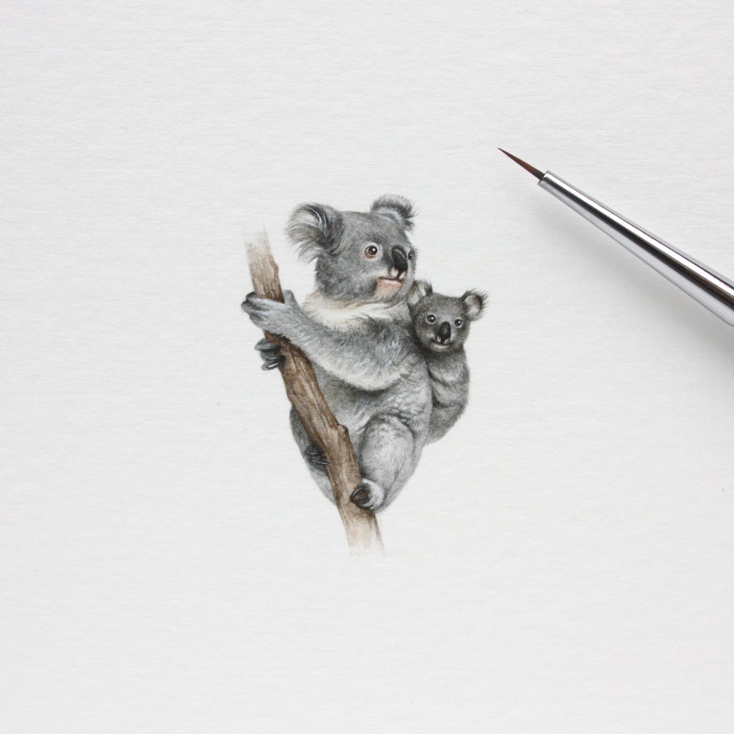 Koala. Print from original watercolor miniature painting